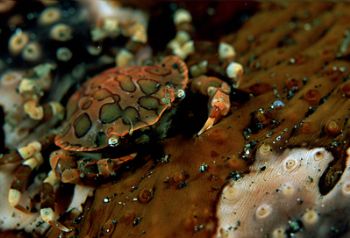 Sea cumber crab on sea cucumber. F100 , 105 & wet diopter by Gregory Grant 